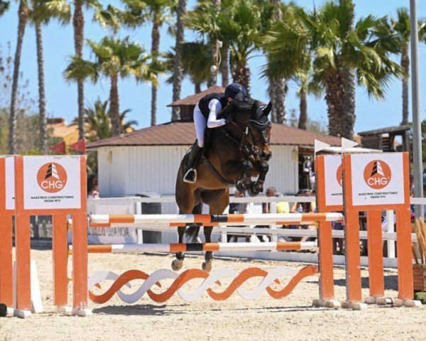 jumper Ciskolito (Hanoverian, 2011, from Catch me if you can 29)