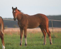 horse Luciana in the sky (Oldenburger Springpferd, 2022, from L'Elu de Dun AA)