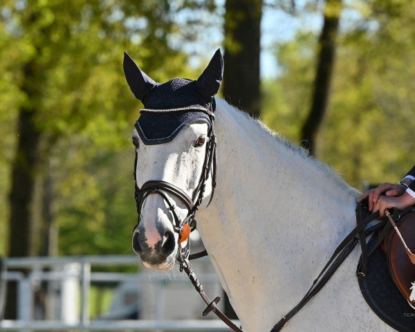 Springpferd Clair de Lune H (Hannoveraner, 2010, von Canstakko)