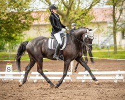 dressage horse Ganapatti (German Sport Horse, 2015, from Ganymedes M)