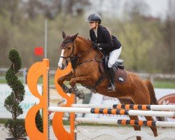 jumper Ares 169 (Bulgarian Warmblood, 2018, from Alkatraz)