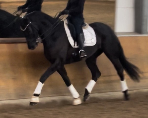 dressage horse Manzano 6 (German Sport Horse, 2016, from E.H. Millennium)