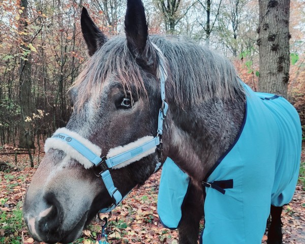 horse Ostwind vom Ohrestrand (Rhenish-German Cold-Blood, 2019, from Ottokar von Thüritz)