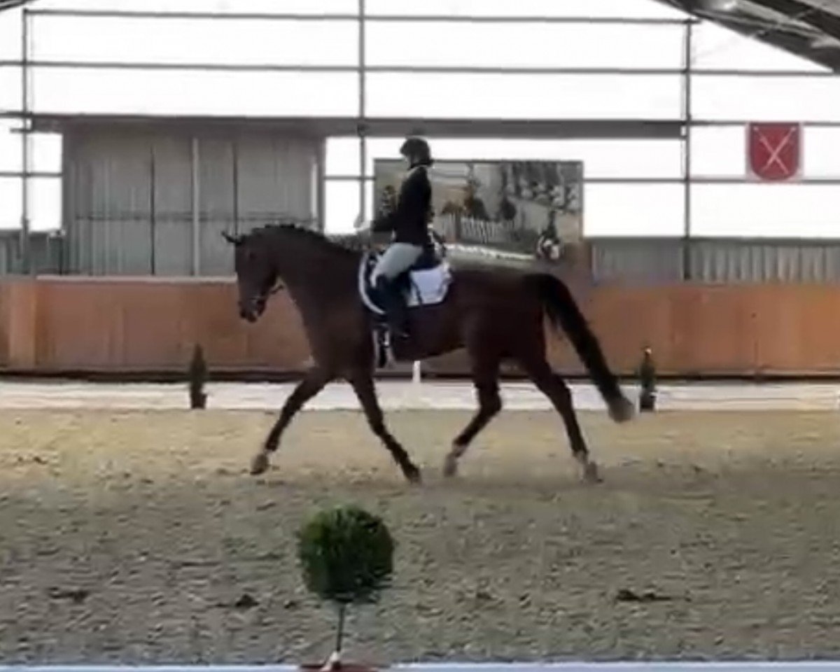 dressage horse Quantengold (Hanoverian, 2018, from Quantensprung 3)