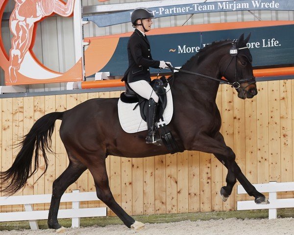 dressage horse Schwerpunkt (Hanoverian, 2018, from Schwarzgold)