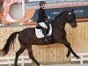 dressage horse Schwerpunkt (Hanoverian, 2018, from Schwarzgold)