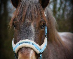 horse Ostwind vom Ohrestrand (Rhenish-German Cold-Blood, 2019, from Ottokar von Thüritz)