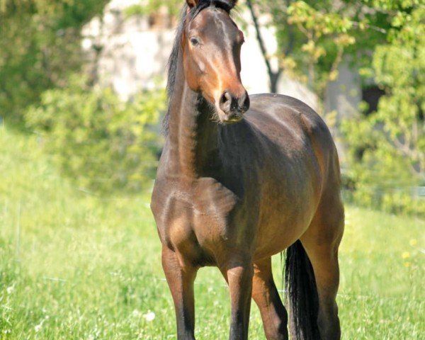 dressage horse Kianga (Oldenburg, 2018, from Desperado)