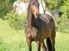 dressage horse Kianga (Oldenburg, 2018, from Desperado)