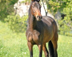 dressage horse Kianga (Oldenburg, 2018, from Desperado)