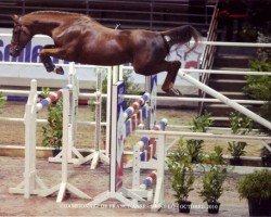 Springpferd Toldo du Banney (Selle Français, 2007, von Crown Z)