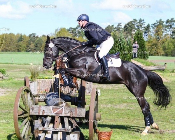 jumper Kaia Kannan (Hanoverian, 2016, from Kannan)