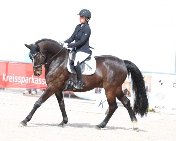 dressage horse De Niro Junior 2 (Hanoverian, 2016, from De Niro)