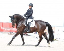 dressage horse De Niro Junior 2 (Hanoverian, 2016, from De Niro)