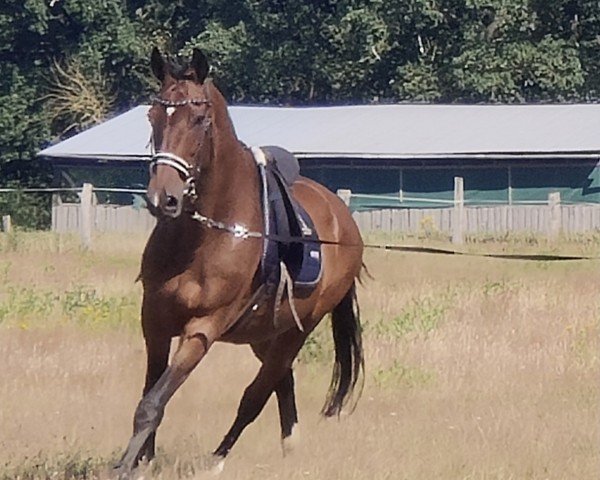 broodmare W-Conny (Holsteiner, 2006, from Caretino)