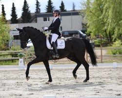 dressage horse Diamond's Nuit Noire (Westphalian, 2019, from Diamond Deluxe 3)