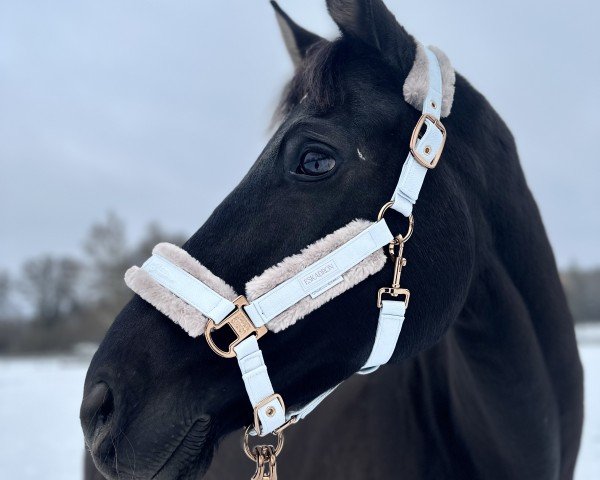 dressage horse Brebella (Hanoverian, 2014, from Bretton Woods)