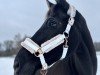 dressage horse Brebella (Hanoverian, 2014, from Bretton Woods)