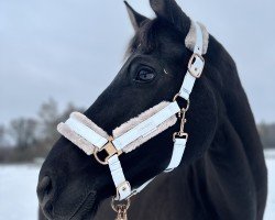 dressage horse Brebella (Hanoverian, 2014, from Bretton Woods)