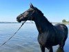 dressage horse Florentine (Hanoverian, 2010, from Florimon 157 FIN (ex. Firebird))