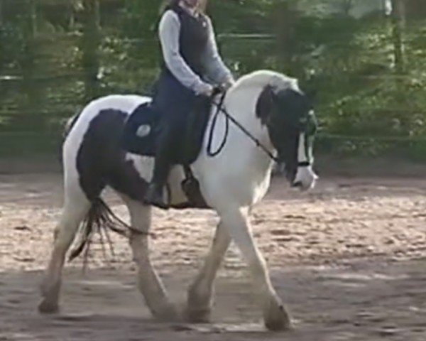 horse Sting van de Tukker (Tinker / Irish Cob / Gypsy Vanner, 2010, from Angelo v Grafschafter Tinkerhof)