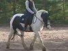 horse Sting van de Tukker (Tinker / Irish Cob / Gypsy Vanner, 2010, from Angelo v Grafschafter Tinkerhof)