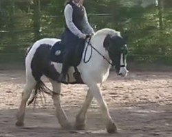 Dressurpferd Sting van de Tukker (Tinker / Irish Cob / Gypsy Vanner, 2010, von Angelo v Grafschafter Tinkerhof)