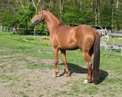 dressage horse Bibi von Carlsdorf (Oldenburg, 2016, from Bordeaux 28)