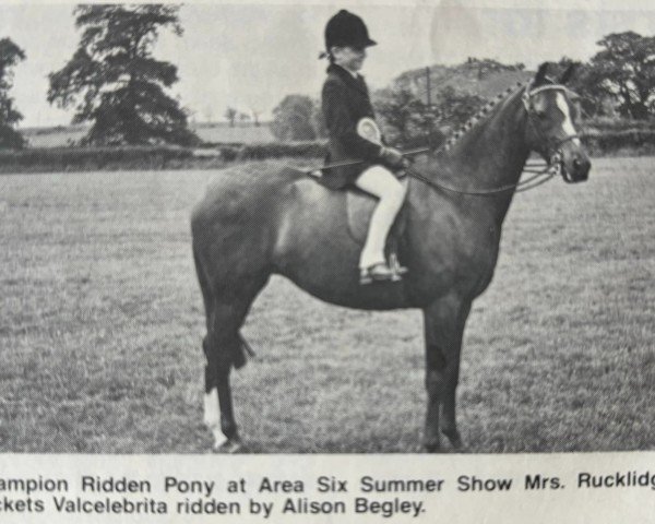 broodmare Jackets Valcelebrita (British Riding Pony, 1974, from Valiant)