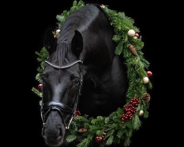 dressage horse Hengst von Sunday / Carry Gold (Westphalian, 2015, from Sunday)