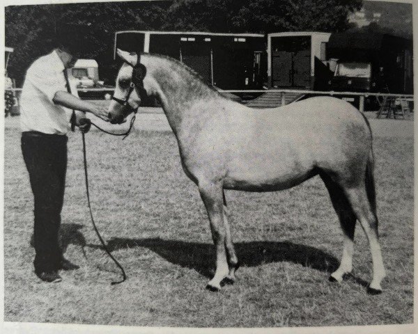 broodmare Paddock Picture (Welsh-Pony (Section B), 1989, from Paddock Camargue)