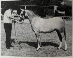 Zuchtstute Paddock Picture (Welsh Pony (Sek.B), 1989, von Paddock Camargue)