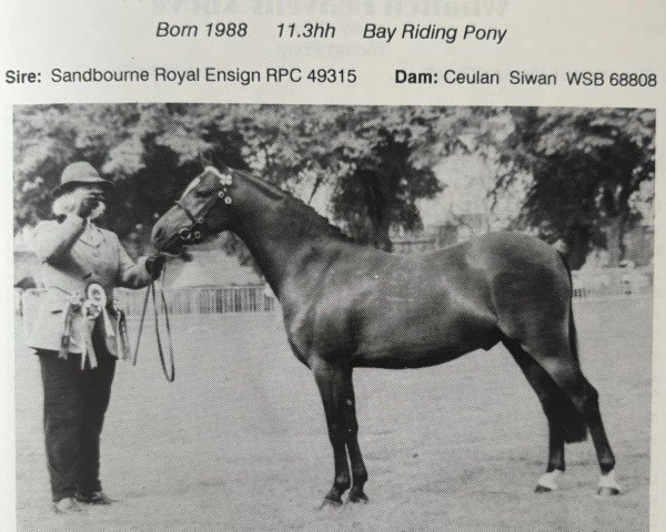 horse Lechlade Mistletoe (British Riding Pony,  , from Sandbourne Royal Ensign)