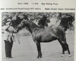 Pferd Lechlade Mistletoe (British Riding Pony,  , von Sandbourne Royal Ensign)