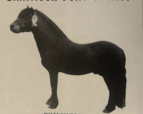 Deckhengst Boveycombe Leo (Dartmoor-Pony, 1961, von Jude)
