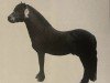 Deckhengst Boveycombe Leo (Dartmoor-Pony, 1961, von Jude)