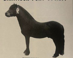 stallion Boveycombe Leo (Dartmoor Pony, 1961, from Jude)