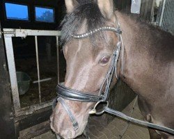 dressage horse Herbie (KWPN (Royal Dutch Sporthorse), 2013)