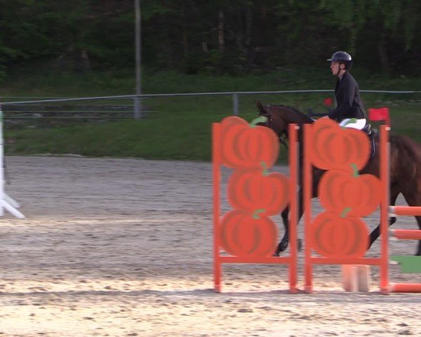 Reitturnier Lgl.-Oberhain, B95 2024