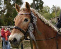 Zuchtstute Cera (Haflinger, 2001, von Sturmboee)