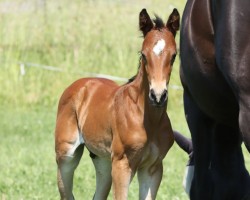 dressage horse Ready To Go (Trakehner, 2023, from Imperial Valley)