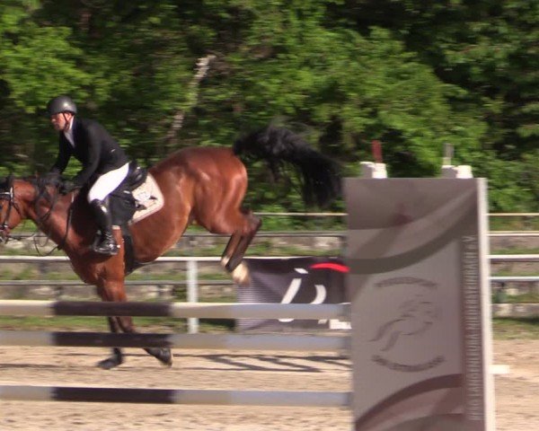 Reitturnier Lgl.-Oberhain, B95 2024
