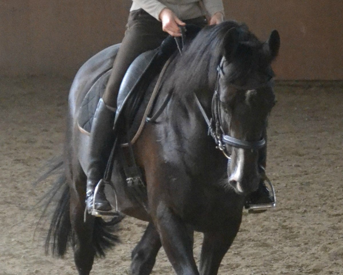 horse Romulus de Hus (Selle Français, 2005, from Ferro)