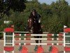 jumper Quinta Sophie (Oldenburg show jumper, 2009, from Quintender 2)