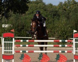 jumper Quinta Sophie (Oldenburg show jumper, 2009, from Quintender 2)