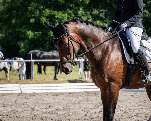 dressage horse Funny Dance (Westphalian, 2014, from Franziskus FRH)