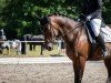 dressage horse Funny Dance (Westphalian, 2014, from Franziskus FRH)