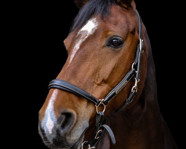 dressage horse Lima 43 (Hanoverian, 2011, from Lizitant)