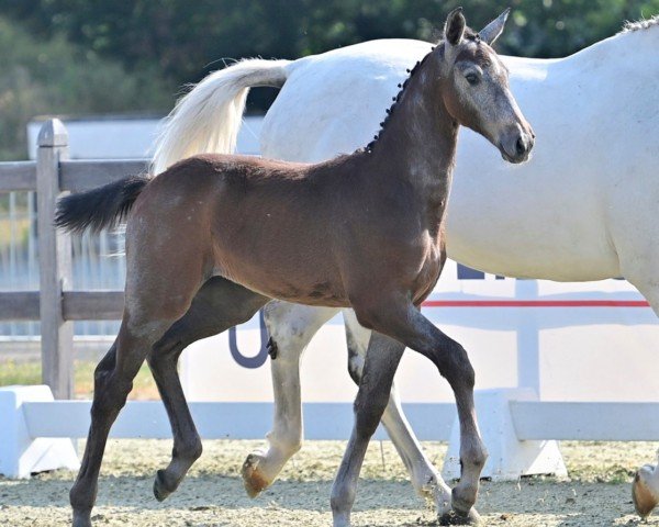 jumper Stute von Apardi / Cardento (Oldenburg show jumper, 2023, from Apardi)