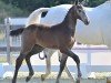 jumper Stute von Apardi / Cardento (Oldenburg show jumper, 2023, from Apardi)